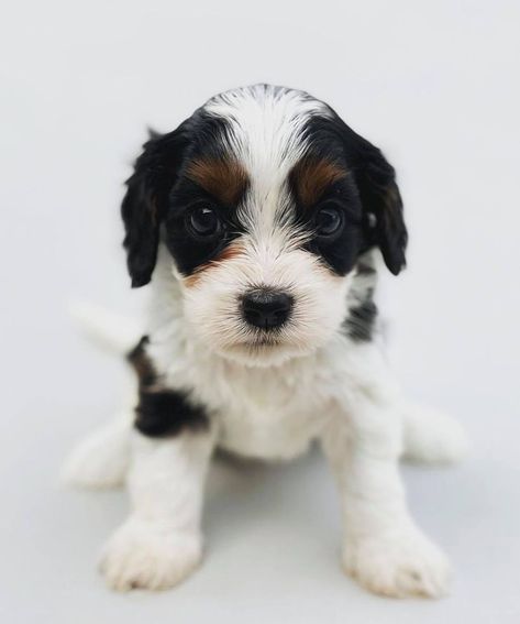 Sweet little Daisy is an adorable Cavapoo puppy who is a Tricolor (White, Tan & Black) and just as sweet as sugar! She is available to a Guardian Family as part of our breeding program. What's a Guardian Family? Click on the link to read more about our Guardian Program! Black And White Cavapoo, Cavapoo Black, White Cavapoo, Whelping Puppies, Guardian Dog, Cavapoo Puppy, Free Puppies, Puppy Sitting, Cavapoo Puppies