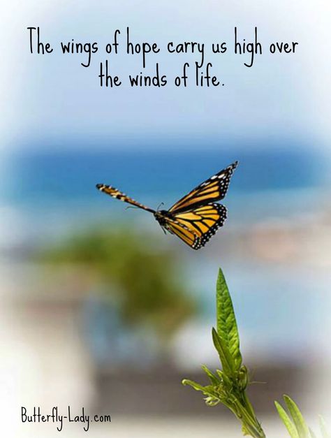 The Wings of Hope About Butterflies, Butterfly Inspiration, Life Tumblr, Freedom Quotes, Butterfly Quotes, Fina Ord, A Course In Miracles, Quotes About Life, The Wings