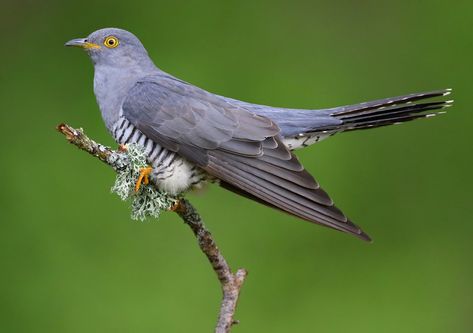 Common Cuckoo by Lee Fuller - BirdGuides Carnival Of The Animals, Good Morning Cards, Bird Watcher, Rare Birds, Birds Tattoo, Draw On Photos, Bird Species, Visual Communication, Bird Feathers