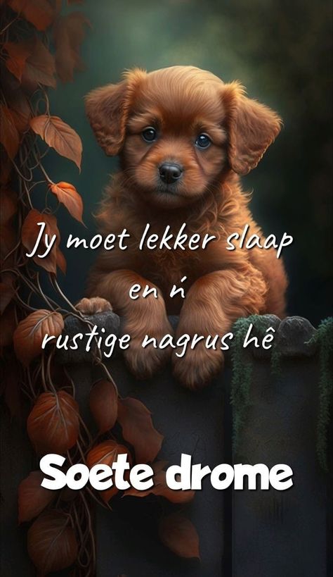 Goeienag Lekker Slaap Oulik, Rustige Nagrus, Lekker Slaap Afrikaans Goeie Nag, Lekker Slaap Afrikaans, Wallpaper Puppy, Lekker Slapies, Good Night Quotes Images, Afrikaans Language, Beautiful Good Night Quotes