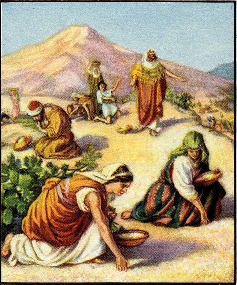 The people of Israel were given manna straight from God to survive in the wilderness. Their faith, however, was tested by it. Even though God provided this MIRACLE of a food that would nourish them in every way and feed their hunger, they complained to no end. They said they wanted MEAT and FISH. (Numbers 11) type of Christ our bread of life. Bible Study Exodus, Online Bible Study, Religious Pictures, Bible Illustrations, Bible Images, Bible History, Bible Pictures, Christian Pictures, Biblical Art