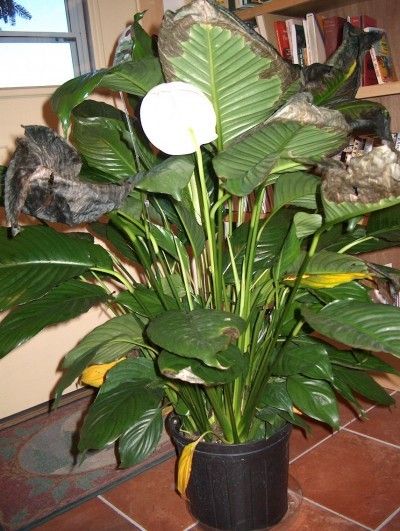 What Causes Peace Lily Leaves To Turn Yellow Or Brown - Sometimes, peace lilies suffer from browning or yellowing leaves. To learn about what causes peace lily leaves to turn yellow and how to treat it, the information found in this article may be helpful. Click here to learn more. Peace Lily Plant Care, Lilly Plants, Peace Lily Flower, Plant Leaves Turning Brown, Aesthetic Home Decor Ideas, Lily Plant Care, Lily Leaves, Peace Lilies, Peace Lily Plant