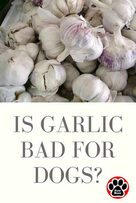 Is garlic bad for dogs? When it comes to garlic, most dog owners are divided on their opinion. Check out this article to learn about the pros and the cons of feeding garlic on a daily basis when making your next dog food purchase. Toxic To Cats, Strawberry Nutrition Facts, Puppy Training Schedule, Diy Dog Food, Human Food, Can Dogs Eat, Proper Nutrition, Dog Feeding, Living A Healthy Life