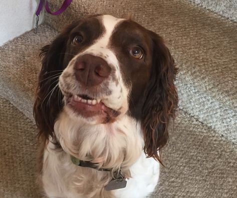 Irish Springer Spaniel, Springer Spaniels, Animal References, Dream Dog, English Springer, English Springer Spaniel, Springer Spaniel, Spaniel, Puppy Love