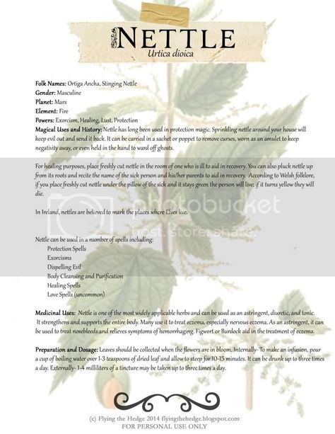 Free Nettle BOS Page Nettle Leaf Witchcraft, Nettle Benefits Health, Nettle Leaf Magical Properties, Nettle Tincture Benefits, Stinging Nettle Benefits, Smokeable Herbs, Nettle Tea Benefits, Benefits Of Nettle, Nettle Powder