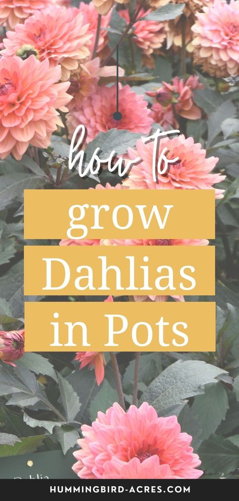 Growing Bulbs In Pots, Dahlia Care How To Grow, How To Grow Dahlias In Pots, How To Plant Dahlias, Growing Dahlias In Pots, Potted Cut Flower Garden, Dhalia Garden Bed, Dahlia In Containers, Dahlia Flower Garden Landscapes