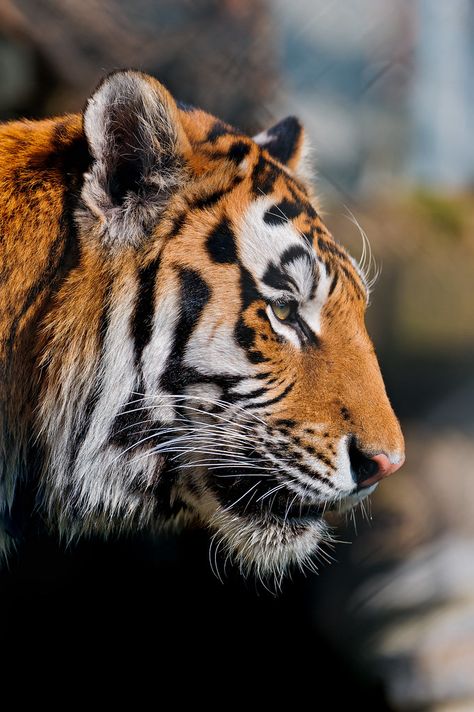 Profile of a nice tiger Tiger Portrait Photography, Tiger Side Profile Drawing, Tiger Face Side View, Tiger Profile Picture, Animal Reference Photos For Drawing, Tiger Side Profile, Tiger Side View, Feline Reference, Tiger Reference