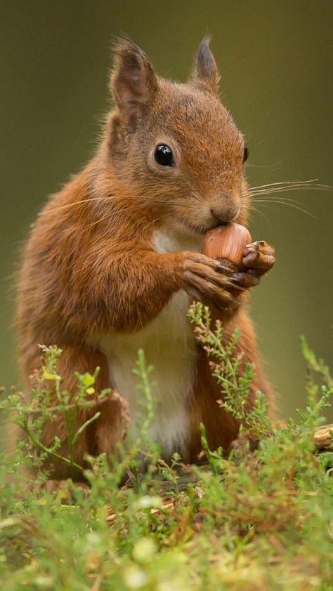 Romantic Pics, Squirrel Eating, Evening Pictures, Squirrel Pictures, Squirrel Funny, Wild Animals Pictures, Good Morning Images Hd, Cute Squirrel, Good Morning Photos