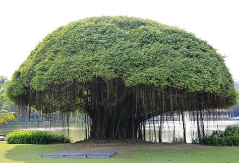 Trees are our best friends as they serve us in many ways. An essay on Banyan tree in English shows how it holds a great deal of cultural significance that becomes a symbol of the country's national pride. Black Oak Tree, Black Cherry Tree, Red Oak Tree, Hickory Tree, Types Of Trees, Tree Name, White Oak Tree, Larch Tree, Cupressus Sempervirens