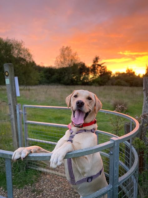 Sunrise | yellow lab | smiley face | pose | cute dog | happiness | new year new me | colours | aesthetic dog Yellow Labs Dogs, Yellow Lab Aesthetic, Colours Aesthetic, Dog Vet, Lab Training, Face Pose, Yellow Lab Puppies, Yellow Labs, Aesthetic Dog