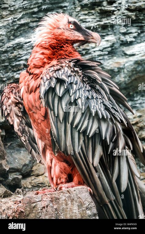 Bearded Vulture, Owl Photography, Animal Portraits Art, Art Walk, Big Bird, Birds Of Prey, Cute Tattoos, Beautiful Birds, Pet Portraits