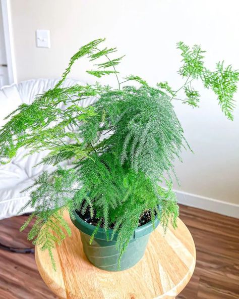 How To Grow and Care for Your Asparagus Fern Asparagus Fern Care, Ferns Care, Plant Mama, Asparagus Fern, Fern Plant, Indoor Garden, Garden Beds, Plant Care, How To Grow