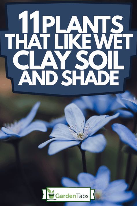 Shade Gardening Ideas, Shade Rain Garden, Shady Wet Garden Ideas, Clay Loving Plants, Plants That Grow Well In Clay Soil, Plants For The Shade, Full Shade Garden Plants, Wet Soil Plants Perennials, Plants For Wet Shady Areas