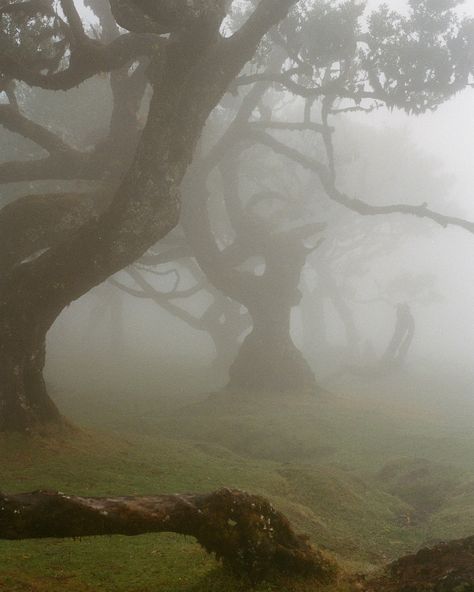 the mystical fanal forest veiled in fog 🍃 📷 nikon fm2 🎞️ kodak portra 400 . . . #madewithkodak #portra400 #visitmadeira #loadfilm #35mmfilmphotography #filmphotograph #photofilmy #35mm #filmwave #filmforever #35mmphoto #onfilm #analogphoto #fanalforest #madeiranowordsneeded #treemagic #magicalforest #divineforest #ﬁlmisnotdead Kodak Film, Foggy Forest, Film Photography 35mm, Portra 400, Color Film, Forest Photography, Kodak Portra, Magical Forest, Film Photographers