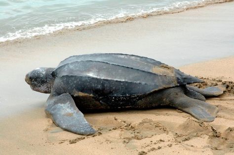 Leatherback turtle returning to sea. Courtesy The Division of Tourism and Transportation Leather Back Turtle, Tobago Beach, Turtle Facts, Cat Rock, Marine Turtle, Turtle Sculpture, Trinidad Tobago, Turtle Tattoo, Turtle Love