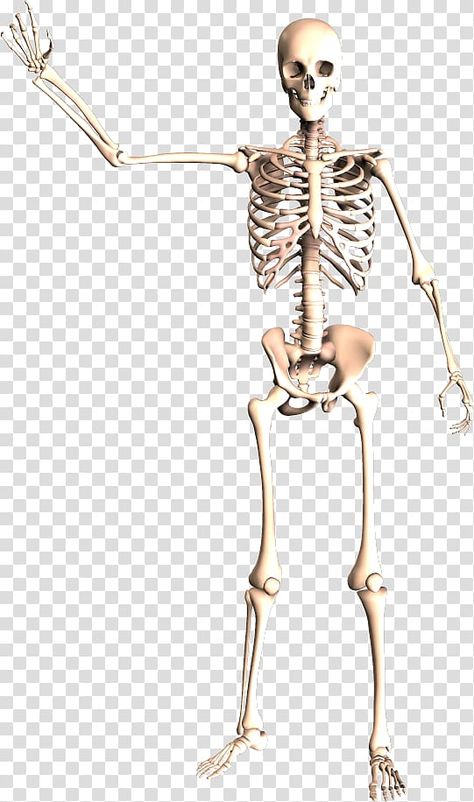 Anatomy Background, Body Anatomy Organs, Human Body Bones, Skeleton Transparent, Skeleton Poses, Skeletal System Anatomy, Human Body Muscles, Human Muscular System, Skeleton Pics