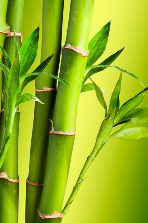 Bamboo is the crème de la crème of my Membership✨ #patreon #benefits Bamboo Painting, Bamboo Landscape, Hawaiian Plants, Bamboo Texture, Gel Candles, Bamboo Garden, Bamboo Crafts, Bonsai Plants, Bamboo Plants