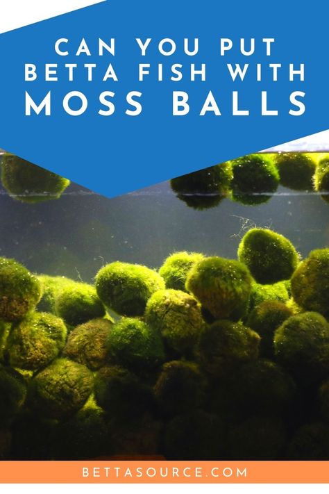 Moss balls look great in a fish tank, and they do have plenty of benefits too. But can you put betta fish with moss balls, and will your fishy friend appreciate having one of these weird organisms living in his home? Moss Balls Aquarium, Planted Betta Tank Ideas, Beta Aquarium, Marimo Moss Ball Aquarium, Moss Ball Aquarium, Betta Fish Tank Ideas, Planted Betta Tank, Beta Tank, Japanese Moss Balls