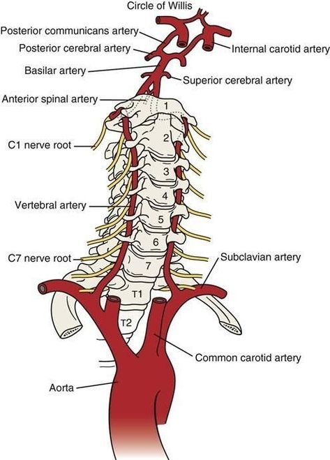 Human Muscle Anatomy, Basic Anatomy And Physiology, Medical Student Study, Brain Anatomy, Human Body Anatomy, Nursing School Studying, Cervical Spine, Medicine Student, Medical School Inspiration