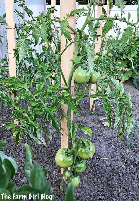 Stake Tomato Plants, Tomato Plant Trellis, Staking Tomato Plants, Tomato Stakes, Tomato Support, Pea Trellis, Growing Tomato, Cherry Tomato Plant, Growing Tomato Plants