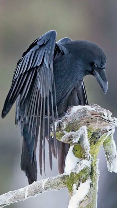 Regard Animal, Raven Bird, Quoth The Raven, Bird Sitting, Crow Tattoo, Crows And Ravens, Crow Art, Raven Tattoo, Jackdaw