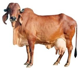 Bacillus Anthracis, Gir Cow, Animals Sculpture, Female Cow, Best Time To Eat, Cow Photos, Mammary Gland, Animal Husbandry, Dairy Cattle