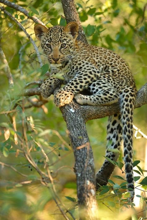 Leopard Cub in Tree Leopard Cub, Camera Angles, Baby Leopard, Game Reserve, Cheetahs, African Wildlife, Big Cat, Large Cats, Wildlife Animals