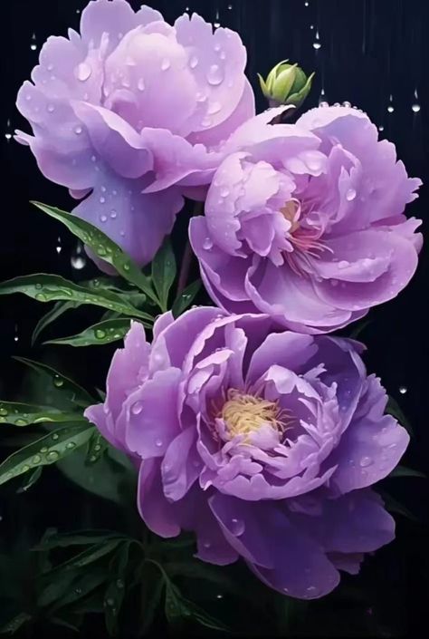 Peony Purple, Purple Peony, Flower Boquet, Purple Peonies, Nothing But Flowers, Flower Bomb, Flower Art Images, Beautiful Flower Arrangements, Luxury Flowers