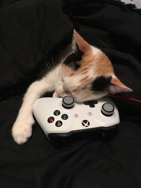 Gamer cat passes out on controller Cat With Controller, Shuffles Ideas, Gamer Pfp, Cat Video Game, Cat Gaming, Gamer Cat, Cat Makeup Halloween, Tattoo Cat, The Game Is Over