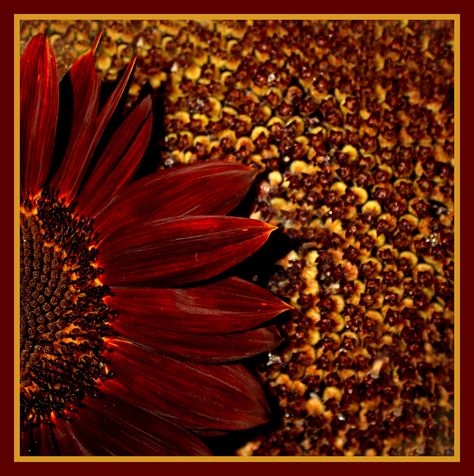 . Bridal Colors, Board Presentation, Theme Board, Silver Theme, Shades Of Burgundy, Garnet And Gold, Burgundy And Gold, Blood Red, Winter Colors