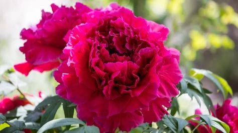 When Is The Best Time To Divide Peonies In Your Garden? Dividing Peonies, Divide Peonies, Planting Peonies, Peony Root, Growing Peonies, Peonies Garden, Root System, Replant, Garden House