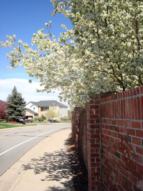 Lone Tree Colorado Spring Flowers Denver Neighborhoods, Lone Tree, Tree Care, Cover Ideas, Summer Concert, Local Art, Colorado Springs, Public Art, Spring Flowers