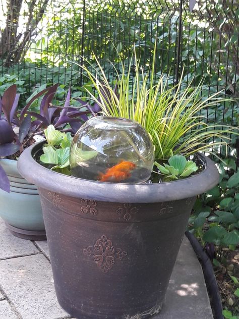 Outdoor Fish Pond Pot, Fish Tower, Small Water Gardens, Container Water Gardens, Indoor Water Garden, Aquascape Design, Diy Garden Fountains, Dog Water Bowls, Backyard Water Feature