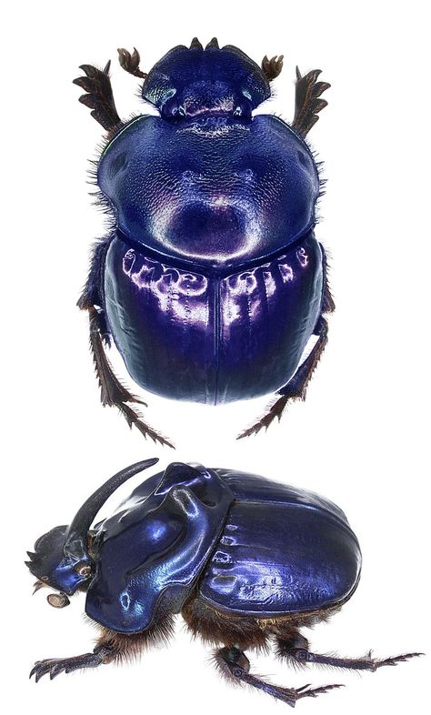 Royal Blue Beetle w/  hairy legs. Coprophanaeus Saphirinus Blue Insects, Weird Insects, Cool Insects, Beetle Insect, Cool Bugs, Bug Art, Beetle Bug, Blue Beetle, Kunst Inspiration