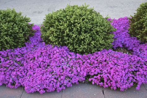 Creeping Phlox Ground Cover Landscaping, Moss Phlox Ground Cover, Creeping Phlox Stone Wall, Phlox Flower Perennial Plant, Tall Phlox Flower Perennial Plant, Phlox Subulata, Dreamy Garden, Creeping Phlox, Outdoor Flowers