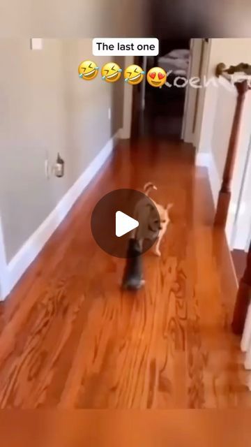 Funny Dog Gifs, Funny Animal Pics Hilarious, Puppy Videos Funny Hilarious, Dog With Fairy Wings, Dogs Talking Videos, Talking Dogs Funny Video, Funny Animal Videos Dogs, Animal Videos Cutest, Funny Dog Video