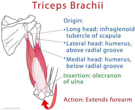 Triceps brachii anatomy and test (video) Insertion And Origin Of Muscles, Tricep Muscle Anatomy, Tricep Anatomy, Triceps Anatomy, Triceps Brachii Muscle, Surface Anatomy, Muscular System Anatomy, Muscles Anatomy, Massage Therapy School