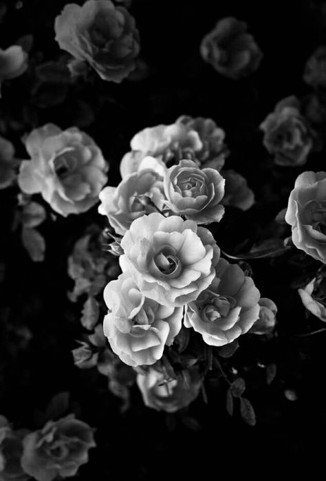 | t h ε • t ε n t h • m u s ε | ᵩ Black Flowers Wallpaper, Black And White Wallpaper Iphone, Black Roses Wallpaper, Black And White Roses, White Background Wallpaper, Black And White Photo Wall, Black And White Picture Wall, Fotografi Vintage, Black And White Photograph