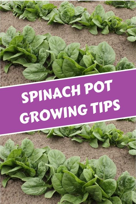 Discover the quick start guide to growing spinach in pots. Learn how to grow spinach in pots with easy steps and solve common problems for a successful harvest. How To Grow Spinach, Grow Spinach, Grow Lemongrass, Growing Spinach, Quick Start Guide, Fresh Spinach, Growing Tips, Spinach Leaves, Grow Your Own Food