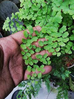 Maiden Hair Fern Care, Maiden Hair, Vertical Garden Plants, Ferns Care, Types Of Ferns, Hair Fan, Maidenhair Fern, Ferns Garden, Indoor Bonsai