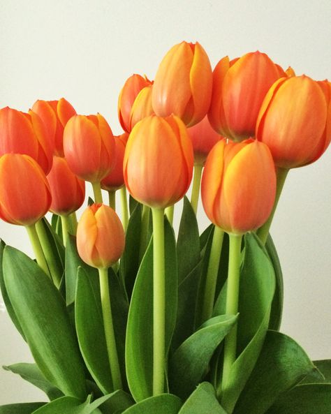 Orange Tulips Painting, Tulips Arrangement, Tulip Painting, Orange Tulips, Tulip Bouquet, Spring Wallpaper, Orange Aesthetic, Spring Bulbs, Beautiful Bouquet Of Flowers