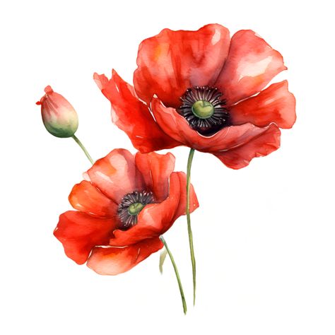 Poppy Flower Watercolor, Poppy Flower Drawing, Poppy Flower Art, Poppy Flower Painting, Red Poppy Flower, Poppy Drawing, Poppies Tattoo, Floral Wedding Decorations, Aesthetic Garden