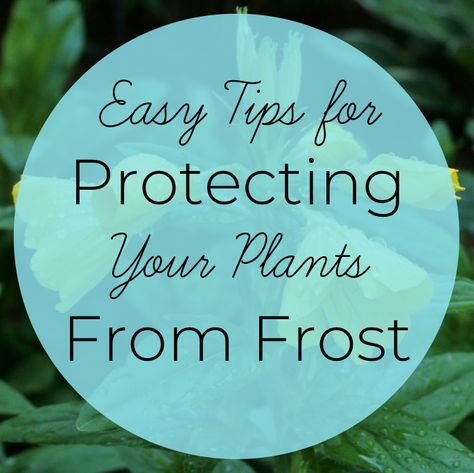 Frost Protection For Plants, Outside Plants, Plant Covers, Perennial Herbs, Pepper Plants, Covered Garden, Plant Protection, Veg Garden, Better Homes And Garden