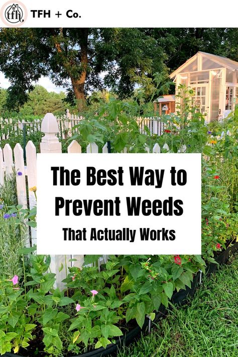 How to Prevent Weeds in an Organic Garden Home Garden Ideas, Interior Design Decor, Kitchen Interior Design, Kitchen Interior Design Decor, Organic Gardening, Garden Beds, Kitchen Interior, Vegetable Garden, Gardening Tips