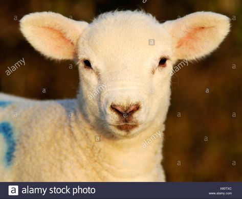 Dog Head Reference, Lamb Head Drawing, Sheep Head Reference, Lamb Reference, Lamb Reference Photo, Lamb Head, Lamb Face, Lamb Lying Down, Sheep Reference Photo