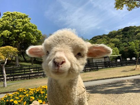 Cute Sheep Wallpaper, Sheep Aesthetic, Sheep Wallpaper, G.o.a.t Wallpaper, Happy Sheep, Cow Wallpaper, Cute Lockscreens, Cute Lamb, Baby Sheep