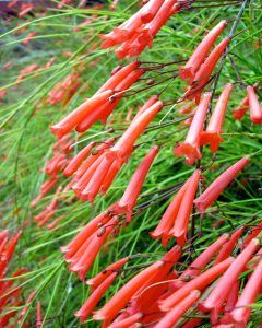 Firecracker Plant, Coral Plant - Russelia equisetiformis Russelia Equisetiformis, Firecracker Plant, Coral Plant, Snake Plant Care, Lipstick Plant, Types Of Succulents, Dish Garden, Growing Succulents, Hanging Basket