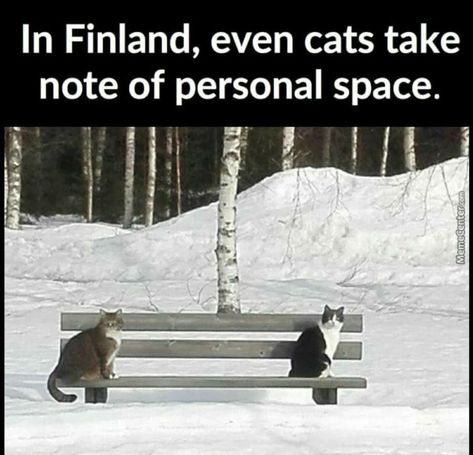 Finnish Memes, Finnish Language, Military Memes, English Jokes, Dog Jokes, Funny Expressions, Warrior Cat, Internet Funny, Funny Animal Pictures