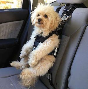 3 Best Dog Harnesses for Car Travel in 2019: Crash-Tested & Safe! Dog Car Harness, Pet Shark, Car Harness, Pet Travel Bag, Dog Seat Belt, Dog Seat, Pet Car Seat, Dog Car Seats, Pet Car