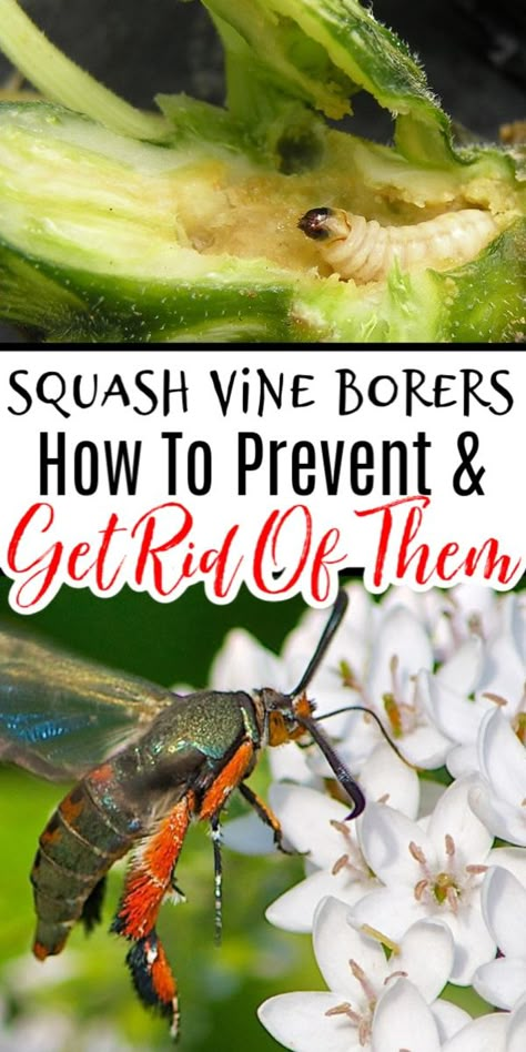 Squash Vine Borer: How To Prevent, Protect, And Get Rid Of Them  https://dianfarmer.com/squash-vine-borer-how-to-prevent-protect-and-get-rid-of-them/ #veggiegarden #backyardgardening #lovegardening #containergardening #pottedgarden #gardenlife #gardensofinstagram #veggies #gardener #ediblegarden #gardening #backyardgarden #plants #mygarden Gardening Printables, Squash Bugs, Squash Plant, Garden Problems, Vegetable Gardening Ideas, Vegetable Garden For Beginners, Homestead Gardens, Natural Fertilizer, Tons Of Money